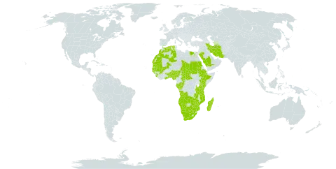 Oldenlandia capensis world distribution map, present in Angola, Benin, Burkina Faso, Botswana, Central African Republic, Congo, Algeria, Egypt, Ethiopia, Gabon, Ghana, Guinea, Gambia, Guinea-Bissau, Iran (Islamic Republic of), Kenya, Morocco, Madagascar, Mali, Mozambique, Mauritania, Namibia, Nigeria, Palau, Saudi Arabia, Sudan, Senegal, Sierra Leone, Chad, Togo, Tanzania, United Republic of, Uganda, South Africa, Zambia, and Zimbabwe