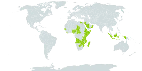 Oldenlandia corymbosa var. caespitosa world distribution map, present in Angola, Andorra, Burkina Faso, Botswana, Central African Republic, Egypt, Eritrea, Ethiopia, Indonesia, Kenya, Liberia, Madagascar, Mozambique, Mauritius, Nigeria, Oman, Réunion, Rwanda, Saudi Arabia, Senegal, Somalia, eSwatini, Chad, Tanzania, United Republic of, Uganda, Zambia, and Zimbabwe