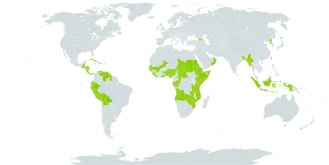 Oldenlandia corymbosa var. corymbosa world distribution map, present in Angola, Åland Islands, Andorra, Benin, Burkina Faso, Bangladesh, Belize, Bolivia (Plurinational State of), Central African Republic, Congo, Cook Islands, Costa Rica, Cuba, Dominica, Ecuador, Eritrea, Ethiopia, Gabon, Georgia, Ghana, Guinea, Gambia, Guinea-Bissau, Guatemala, Guyana, Honduras, Haiti, Indonesia, Jamaica, Kenya, Liberia, Maldives, Mali, Myanmar, Mozambique, Mauritius, Nigeria, Nicaragua, Nauru, Oman, Panama, Peru, Puerto Rico, Korea (Democratic People's Republic of), Réunion, Rwanda, Sudan, Senegal, Sierra Leone, Somalia, Seychelles, Chad, Togo, Taiwan, Province of China, Tanzania, United Republic of, Uganda, United States of America, Venezuela (Bolivarian Republic of), Zambia, and Zimbabwe