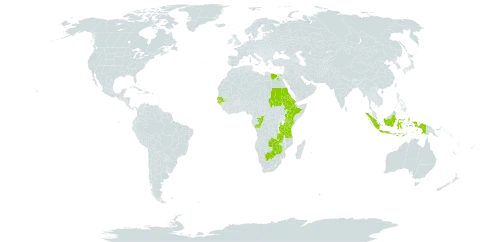 Oldenlandia corymbosa var. linearis world distribution map, present in Burkina Faso, Botswana, Congo, Egypt, Eritrea, Ethiopia, Guinea-Bissau, Indonesia, Kenya, Nepal, Sudan, Senegal, Tanzania, United Republic of, Uganda, Zambia, and Zimbabwe