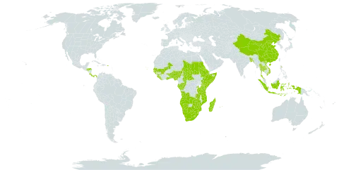 Oldenlandia herbacea world distribution map, present in Angola, Andorra, Benin, Burkina Faso, Bangladesh, Botswana, Central African Republic, China, Congo, Cabo Verde, Costa Rica, Djibouti, Eritrea, Ethiopia, Gabon, Ghana, Guinea, Gambia, Guinea-Bissau, Honduras, Indonesia, Kenya, Liberia, Lesotho, Madagascar, Mali, Mozambique, Mauritius, Namibia, Nigeria, Panama, Puerto Rico, Réunion, Rwanda, Sudan, Senegal, Sierra Leone, Somalia, eSwatini, Chad, Togo, Thailand, Tanzania, United Republic of, Uganda, Viet Nam, South Africa, Zambia, and Zimbabwe