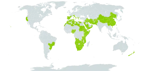 Olea europaea world distribution map, present in Afghanistan, Angola, Albania, Burkina Faso, Bermuda, Brazil, Botswana, China, Cyprus, Djibouti, Algeria, Egypt, Eritrea, Spain, Ethiopia, France, Greece, Iran (Islamic Republic of), Iraq, Italy, Kenya, Libya, Lesotho, Morocco, Mozambique, Mauritius, Namibia, Norfolk Island, Nigeria, Nepal, New Zealand, Oman, Pakistan, Palau, Korea (Democratic People's Republic of), Portugal, Réunion, Rwanda, Saudi Arabia, Sudan, Somalia, eSwatini, Turks and Caicos Islands, Tunisia, Taiwan, Province of China, Tanzania, United Republic of, Uganda, United States of America, Yemen, South Africa, Zambia, and Zimbabwe