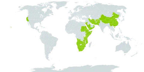 Olea europaea subsp. cuspidata world distribution map, present in Afghanistan, Angola, Burkina Faso, Botswana, China, Djibouti, Eritrea, Ethiopia, Iran (Islamic Republic of), Kenya, Lesotho, Mozambique, Mauritius, Namibia, Norfolk Island, Nepal, Oman, Pakistan, Réunion, Rwanda, Saudi Arabia, Sudan, Somalia, eSwatini, Tanzania, United Republic of, Uganda, United States of America, Yemen, South Africa, Zambia, and Zimbabwe