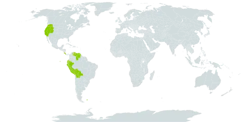 Olsynium world distribution map, present in Bolivia (Plurinational State of), Costa Rica, Ecuador, Falkland Islands (Malvinas), Peru, United States of America, and Venezuela (Bolivarian Republic of)