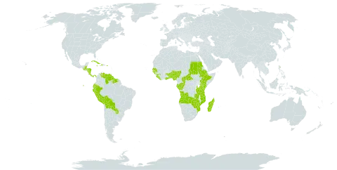 Olyra world distribution map, present in Angola, Benin, Burkina Faso, Belize, Bolivia (Plurinational State of), Central African Republic, Congo, Comoros, Costa Rica, Cuba, Dominica, Ecuador, Ethiopia, Gabon, Ghana, Guinea, Guinea-Bissau, Guatemala, Guyana, Honduras, Haiti, Jamaica, Kenya, Liberia, Madagascar, Mozambique, Nigeria, Nicaragua, Panama, Peru, Puerto Rico, Paraguay, Sudan, Senegal, Sierra Leone, Suriname, Togo, Tanzania, United Republic of, Uganda, Venezuela (Bolivarian Republic of), Zambia, and Zimbabwe