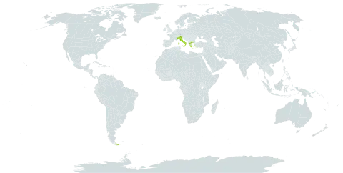 Omalotheca hoppeana subsp. magellensis world distribution map, present in Argentina, Greece, and Italy