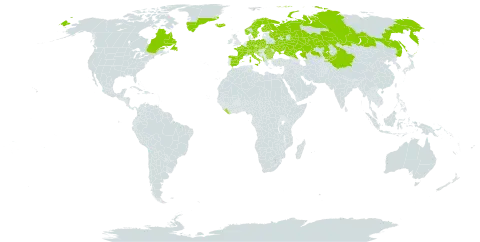 Omalotheca norvegica world distribution map, present in Albania, Andorra, Austria, Bulgaria, Bosnia and Herzegovina, Canada, Switzerland, China, Czech Republic, Germany, Spain, Finland, France, United Kingdom of Great Britain and Northern Ireland, Greenland, Croatia, Iceland, Italy, Kazakhstan, Kyrgyzstan, Liberia, Liechtenstein, Montenegro, Norway, Poland, Romania, Russian Federation, Serbia, Slovakia, Slovenia, Sweden, and Ukraine