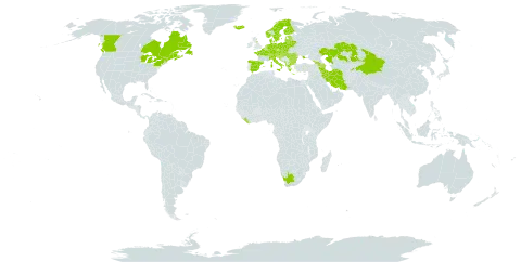 Omalotheca sylvatica world distribution map, present in Albania, Andorra, Armenia, Austria, Azerbaijan, Belgium, Bulgaria, Bosnia and Herzegovina, Belarus, Canada, Switzerland, China, Czech Republic, Germany, Denmark, Spain, Estonia, Finland, France, United Kingdom of Great Britain and Northern Ireland, Georgia, Greece, Croatia, Hungary, Iran (Islamic Republic of), Iceland, Italy, Kazakhstan, Liberia, Liechtenstein, Lithuania, Luxembourg, Latvia, Moldova (Republic of), North Macedonia, Montenegro, Netherlands, Norway, Poland, Romania, Russian Federation, Saint Pierre and Miquelon, Serbia, Slovakia, Slovenia, Sweden, Tajikistan, Ukraine, United States of America, and South Africa