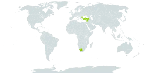 Onosma montana world distribution map, present in Bulgaria, Lebanon, Syrian Arab Republic, Turkey, Ukraine, and South Africa