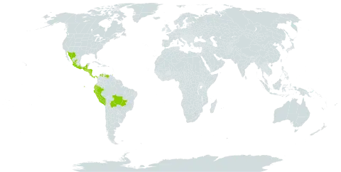 Operculina pteripes (g.don) o'donell world distribution map, present in Bolivia (Plurinational State of), Brazil, Colombia, Costa Rica, Ecuador, Guatemala, Honduras, Mexico, Nicaragua, Panama, Peru, El Salvador, Trinidad and Tobago, and Venezuela (Bolivarian Republic of)