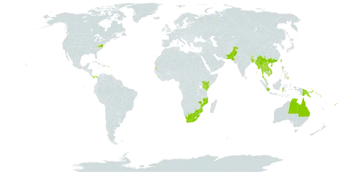 Operculina turpethum world distribution map, present in American Samoa, Australia, Bangladesh, Bhutan, China, Algeria, Fiji, Micronesia (Federated States of), Greece, Indonesia, India, Iceland, Jamaica, Kenya, Cambodia, Lao People's Democratic Republic, Sri Lanka, Maldives, Myanmar, Northern Mariana Islands, Mozambique, Mauritius, Malaysia, Mayotte, Niue, Nepal, Pakistan, Panama, Philippines, Palau, Papua New Guinea, Puerto Rico, Réunion, Solomon Islands, Seychelles, Thailand, Tonga, Taiwan, Province of China, Tanzania, United Republic of, United States of America, Viet Nam, Samoa, and South Africa