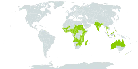 Ophioglossum costatum world distribution map, present in Angola, Australia, Burundi, Benin, Burkina Faso, Bangladesh, Botswana, Central African Republic, Côte d'Ivoire, Cameroon, Congo, Ethiopia, Ghana, Guinea, Guinea-Bissau, Indonesia, India, Kenya, Liberia, Sri Lanka, Madagascar, Mali, Mozambique, Malawi, Malaysia, Nigeria, New Zealand, Philippines, Sudan, Senegal, Sierra Leone, Sao Tome and Principe, Chad, Thailand, Trinidad and Tobago, Tanzania, United Republic of, South Africa, Zambia, and Zimbabwe