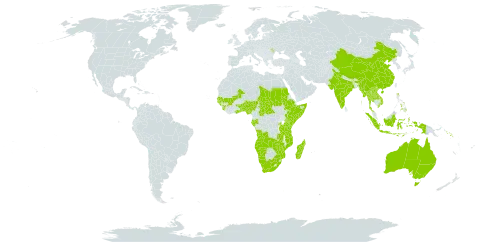 Opilia world distribution map, present in Angola, Australia, Benin, Burkina Faso, Central African Republic, China, Ethiopia, Gabon, Ghana, Guinea, Gambia, Guinea-Bissau, Indonesia, India, Kenya, Lao People's Democratic Republic, Moldova (Republic of), Madagascar, Mali, Myanmar, Mozambique, Namibia, Nigeria, Philippines, Rwanda, Sudan, Senegal, Solomon Islands, Sierra Leone, Somalia, Chad, Togo, Thailand, Tanzania, United Republic of, Uganda, Viet Nam, South Africa, Zambia, and Zimbabwe