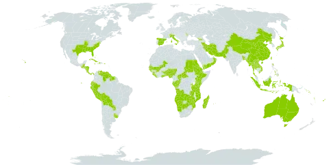 Oplismenus world distribution map, present in Angola, Åland Islands, Andorra, Australia, Benin, Burkina Faso, Bangladesh, Bahamas, Belize, Bermuda, Bolivia (Plurinational State of), Botswana, Central African Republic, Switzerland, China, Congo, Cook Islands, Comoros, Costa Rica, Cuba, Cayman Islands, Dominica, Ecuador, Eritrea, Spain, Ethiopia, Fiji, Gabon, Georgia, Ghana, Guinea, Gambia, Guinea-Bissau, Guatemala, Guyana, Honduras, Haiti, Indonesia, Iran (Islamic Republic of), Italy, Jamaica, Japan, Kenya, Lao People's Democratic Republic, Liberia, Moldova (Republic of), Madagascar, Maldives, Mali, Myanmar, Mozambique, Mauritius, Namibia, Norfolk Island, Nigeria, Nicaragua, Nepal, Nauru, Oman, Pakistan, Panama, Pitcairn, Peru, Philippines, Puerto Rico, Korea (Democratic People's Republic of), Paraguay, Réunion, Rwanda, Sudan, Senegal, Solomon Islands, Sierra Leone, Suriname, eSwatini, Seychelles, Turks and Caicos Islands, Togo, Thailand, Tonga, Taiwan, Province of China, Tanzania, United Republic of, Uganda, Uruguay, United States of America, Venezuela (Bolivarian Republic of), Viet Nam, Vanuatu, Wallis and Futuna, Samoa, Yemen, Zambia, and Zimbabwe