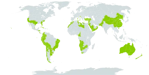 Opuntia ficus-indica world distribution map, present in Angola, Argentina, Australia, Bonaire, Sint Eustatius and Saba, Bosnia and Herzegovina, Bolivia (Plurinational State of), Brazil, Botswana, Chile, China, Cameroon, Colombia, Cabo Verde, Costa Rica, Cuba, Cyprus, Ecuador, Spain, France, Gibraltar, Guadeloupe, Greece, Honduras, Croatia, India, Israel, Italy, Jamaica, Jordan, Lebanon, Libya, Morocco, Mexico, Malta, Montenegro, Mauritius, Namibia, New Zealand, Oman, Pakistan, Peru, Puerto Rico, Korea (Democratic People's Republic of), Portugal, Paraguay, Saudi Arabia, Syrian Arab Republic, Trinidad and Tobago, Tunisia, Turkey, Uruguay, United States of America, Yemen, South Africa, and Zimbabwe