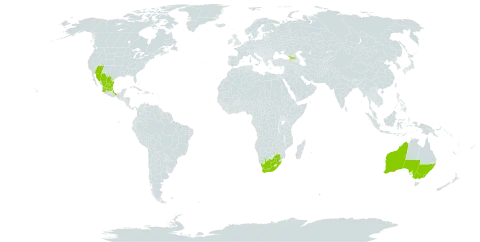 Opuntia microdasys world distribution map, present in Australia, Georgia, Mexico, United States of America, and South Africa