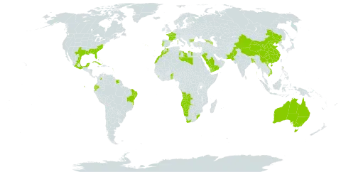 Opuntia stricta world distribution map, present in Angola, Anguilla, Antigua and Barbuda, Australia, Azerbaijan, Benin, Bonaire, Sint Eustatius and Saba, Bangladesh, Bulgaria, Bahamas, Brazil, Barbados, China, Colombia, Cuba, Cayman Islands, Dominica, Ecuador, Spain, France, Georgia, Guadeloupe, Grenada, India, Jamaica, Libya, Saint Lucia, Sri Lanka, Morocco, Mexico, Montserrat, Martinique, Namibia, Pakistan, Puerto Rico, Portugal, Saudi Arabia, Suriname, eSwatini, Togo, United States Minor Outlying Islands, United States of America, Saint Vincent and the Grenadines, Viet Nam, Yemen, and South Africa