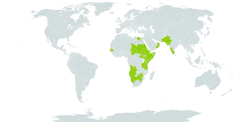 Orbivestus cinerascens world distribution map, present in Angola, Bahrain, Botswana, Djibouti, Egypt, Eritrea, Ethiopia, India, Kenya, Namibia, Oman, Pakistan, Saudi Arabia, Sudan, Senegal, Somalia, South Sudan, Chad, Tanzania, United Republic of, Uganda, Yemen, South Africa, and Zimbabwe