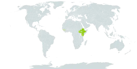 Orbivestus turbinata world distribution map, present in Ethiopia, Guinea, Kenya, South Sudan, and Uganda