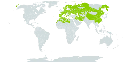 Orchis world distribution map, present in Afghanistan, Albania, Austria, Bulgaria, Belarus, Switzerland, China, Cyprus, Czech Republic, Germany, Denmark, Algeria, Spain, Finland, France, Greece, Hungary, Ireland, Iran (Islamic Republic of), Iraq, Italy, Kazakhstan, Libya, Morocco, Montenegro, Netherlands, Norway, Palau, Poland, Portugal, Romania, Russian Federation, Sweden, Turks and Caicos Islands, Turkmenistan, Tunisia, and Ukraine