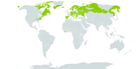 Oreojuncus trifidus world distribution map, present in Albania, Andorra, Austria, Bulgaria, Bosnia and Herzegovina, Canada, Switzerland, Czech Republic, Germany, Spain, Finland, France, United Kingdom of Great Britain and Northern Ireland, Greece, Greenland, Croatia, Iceland, Italy, Liberia, Liechtenstein, North Macedonia, Montenegro, Norway, Poland, Romania, Russian Federation, Saint Pierre and Miquelon, Serbia, Slovakia, Slovenia, Sweden, Ukraine, and United States of America