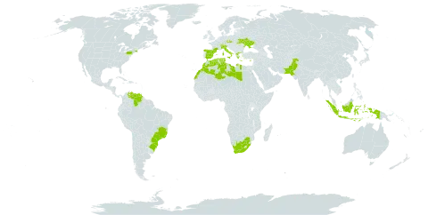 Origanum majorana world distribution map, present in Brazil, Switzerland, Cyprus, Czech Republic, Algeria, Spain, France, Greece, Indonesia, Italy, Libya, Morocco, Pakistan, Turks and Caicos Islands, Tunisia, Ukraine, United States of America, Venezuela (Bolivarian Republic of), and South Africa