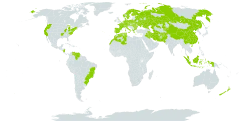 Origanum vulgare world distribution map, present in Afghanistan, Albania, Austria, Bulgaria, Belarus, Brazil, Switzerland, China, Cyprus, Czech Republic, Germany, Denmark, Algeria, Spain, Finland, France, Micronesia (Federated States of), United Kingdom of Great Britain and Northern Ireland, Greece, Hungary, Indonesia, Ireland, Iran (Islamic Republic of), Iraq, Italy, Kazakhstan, Kyrgyzstan, Morocco, Malaysia, Nicaragua, Netherlands, Norway, Nepal, New Zealand, Pakistan, Poland, Portugal, Romania, Russian Federation, Svalbard and Jan Mayen, Sweden, Turks and Caicos Islands, Turkmenistan, Tunisia, Taiwan, Province of China, Ukraine, United States of America, and Venezuela (Bolivarian Republic of)