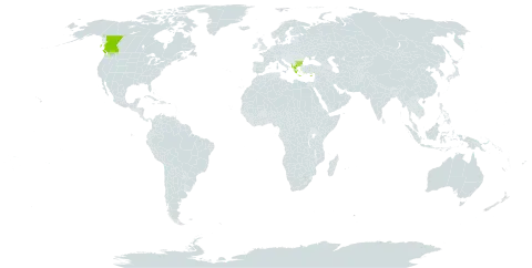 Origanum vulgare subsp. hirtum world distribution map, present in Albania, Bulgaria, Canada, Cyprus, Greece, and Turks and Caicos Islands