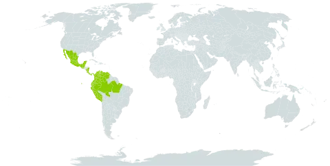 Ormosia macrocalyx world distribution map, present in American Samoa, Bonaire, Sint Eustatius and Saba, Belize, Brazil, Colombia, Costa Rica, Ecuador, Guatemala, Mexico, Nicaragua, Panama, Peru, and Venezuela (Bolivarian Republic of)