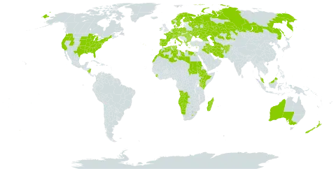 Ornithogalum world distribution map, present in Afghanistan, Angola, Åland Islands, Albania, Australia, Austria, Bulgaria, Switzerland, Cyprus, Czech Republic, Germany, Denmark, Algeria, Egypt, Spain, Ethiopia, Finland, France, Micronesia (Federated States of), Georgia, Greece, Hungary, Ireland, Iran (Islamic Republic of), Iraq, Italy, Kazakhstan, Kenya, Libya, Lesotho, Morocco, Madagascar, Malaysia, Namibia, Nicaragua, Netherlands, Norway, New Zealand, Palau, Poland, Portugal, Romania, Russian Federation, Sudan, Singapore, Sierra Leone, Sweden, eSwatini, Turks and Caicos Islands, Turkmenistan, Tunisia, Uganda, Ukraine, and United States of America