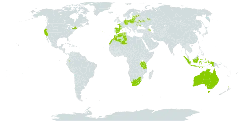 Ornithopus sativus world distribution map, present in Australia, Azerbaijan, Belarus, Germany, Algeria, Ecuador, Spain, Estonia, France, Indonesia, Lithuania, Latvia, Morocco, Moldova (Republic of), New Zealand, Poland, Portugal, Russian Federation, Tanzania, United Republic of, Ukraine, United States of America, and South Africa