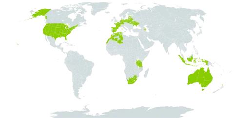 Ornithopus sativus subsp. isthmocarpus world distribution map, present in Australia, Azerbaijan, Belarus, Germany, Algeria, Spain, Estonia, France, Indonesia, Lithuania, Latvia, Morocco, Moldova (Republic of), New Zealand, Poland, Portugal, Tanzania, United Republic of, Ukraine, United States of America, and South Africa