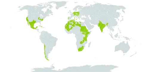 Orobanche ramosa world distribution map, present in Albania, Austria, Belgium, Bosnia and Herzegovina, Switzerland, Chile, Cuba, Germany, Algeria, Eritrea, Spain, Ethiopia, France, United Kingdom of Great Britain and Northern Ireland, Gibraltar, Croatia, Hungary, India, Italy, Kenya, Libya, Luxembourg, Morocco, Mexico, Mali, Malta, Mauritania, Netherlands, Nepal, Poland, Portugal, Sudan, South Sudan, Slovakia, Slovenia, Tanzania, United Republic of, United States of America, South Africa, and Zambia