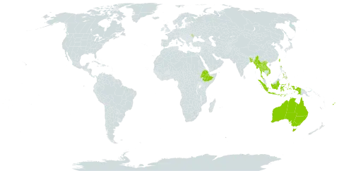 Orthosiphon aristatus world distribution map, present in Australia, Bangladesh, Ethiopia, Fiji, Indonesia, Lao People's Democratic Republic, Moldova (Republic of), Myanmar, Philippines, Thailand, Taiwan, Province of China, United States of America, and Viet Nam