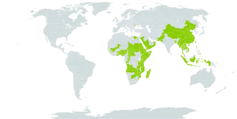 Orthosiphon world distribution map, present in Angola, Benin, Burkina Faso, Bangladesh, Botswana, Central African Republic, China, Congo, Djibouti, Egypt, Eritrea, Ethiopia, Fiji, Ghana, Guinea, Indonesia, Kenya, Lao People's Democratic Republic, Moldova (Republic of), Madagascar, Mali, Myanmar, Mozambique, Nigeria, Nepal, Oman, Pakistan, Philippines, Rwanda, Saudi Arabia, Sudan, Somalia, eSwatini, Chad, Togo, Thailand, Taiwan, Province of China, Tanzania, United Republic of, Uganda, United States of America, Viet Nam, Yemen, Zambia, and Zimbabwe