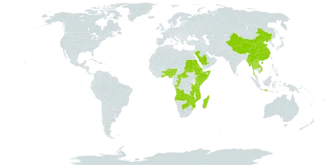 Orthosiphon thymiflorus world distribution map, present in Angola, Benin, Burkina Faso, Botswana, Central African Republic, China, Congo, Eritrea, Ethiopia, Ghana, Indonesia, Kenya, Lao People's Democratic Republic, Madagascar, Myanmar, Mozambique, Nigeria, Rwanda, Saudi Arabia, Sudan, Somalia, eSwatini, Togo, Thailand, Tanzania, United Republic of, Uganda, Viet Nam, Zambia, and Zimbabwe