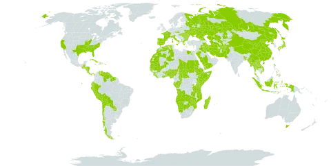 Oryza world distribution map, present in Afghanistan, Angola, Åland Islands, Albania, Andorra, Australia, Benin, Burkina Faso, Bangladesh, Bulgaria, Belize, Bolivia (Plurinational State of), Botswana, Central African Republic, Chile, China, Congo, Comoros, Costa Rica, Cuba, Cyprus, Czech Republic, Dominica, Algeria, Ecuador, Egypt, Spain, Ethiopia, France, Gabon, Georgia, Ghana, Guinea, Gambia, Guinea-Bissau, Greece, Guatemala, Guyana, Honduras, Haiti, Hungary, Indonesia, Iran (Islamic Republic of), Iraq, Italy, Jamaica, Japan, Kazakhstan, Kenya, Lao People's Democratic Republic, Liberia, Morocco, Moldova (Republic of), Madagascar, Mali, Myanmar, Mozambique, Mauritania, Mauritius, Namibia, Nigeria, Nicaragua, Nepal, Pakistan, Panama, Peru, Philippines, Palau, Puerto Rico, Korea (Democratic People's Republic of), Portugal, Paraguay, Romania, Russian Federation, Rwanda, Saudi Arabia, Sudan, Senegal, Sierra Leone, Somalia, Suriname, eSwatini, Seychelles, Turks and Caicos Islands, Chad, Togo, Thailand, Turkmenistan, Taiwan, Province of China, Tanzania, United Republic of, Uganda, Ukraine, United States of America, Uzbekistan, Venezuela (Bolivarian Republic of), Viet Nam, Yemen, Zambia, and Zimbabwe