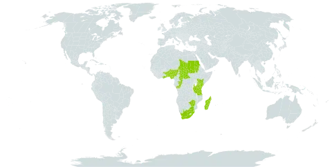 Oryza punctata world distribution map, present in Benin, Central African Republic, Congo, Ghana, Kenya, Madagascar, Nigeria, Sudan, eSwatini, Chad, Togo, Tanzania, United Republic of, Uganda, South Africa, and Zimbabwe