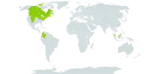 Oryzopsis asperifolia world distribution map, present in Canada, Colombia, Micronesia (Federated States of), Malaysia, and United States of America