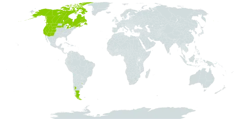 Osmorhiza depauperata world distribution map, present in Argentina, Canada, Chile, Uruguay, and United States of America