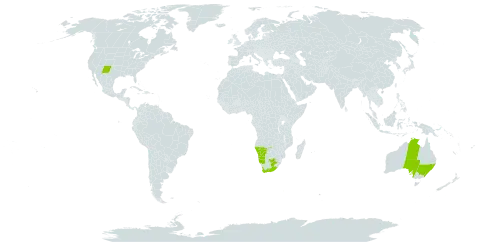 Osteospermum spinescens world distribution map, present in Australia, Namibia, United States of America, and South Africa