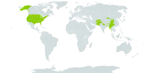 Ototropis elegans world distribution map, present in Afghanistan, Bhutan, China, Ghana, India, Myanmar, Nepal, Pakistan, Singapore, and United States of America