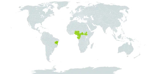 Ouratea arnoldiana world distribution map, present in Brazil, Central African Republic, Cameroon, Congo, Gabon, Nigeria, South Sudan, and Sao Tome and Principe