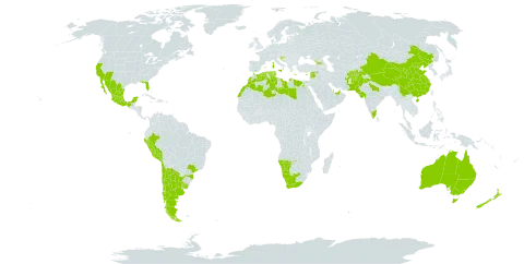 Oxalis pes-caprae world distribution map, present in Afghanistan, Anguilla, United Arab Emirates, Argentina, Australia, Bermuda, Brazil, Chile, China, Cyprus, Algeria, Egypt, Spain, France, United Kingdom of Great Britain and Northern Ireland, Georgia, Gibraltar, Greece, Croatia, India, Israel, Italy, Lebanon, Libya, Morocco, Mexico, Malta, Namibia, New Zealand, Pakistan, Peru, Portugal, Qatar, Syrian Arab Republic, Tunisia, Uruguay, United States of America, and South Africa