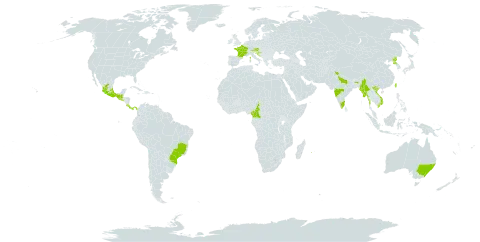 Oxalis tetraphylla world distribution map, present in Australia, Austria, Brazil, Cameroon, Costa Rica, France, Guatemala, Croatia, India, Mexico, Myanmar, Panama, Korea (Democratic People's Republic of), Réunion, El Salvador, Taiwan, Province of China, and Viet Nam