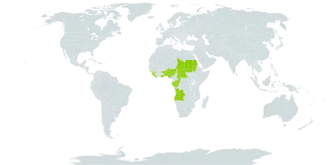 Oxyanthus unilocularis world distribution map, present in Angola, Benin, Burkina Faso, Central African Republic, Congo, Cabo Verde, Gabon, Ghana, Guinea, Liberia, Nigeria, Sudan, Sierra Leone, Chad, Togo, and Uganda