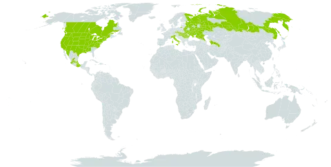 Oxybaphus nyctagineus world distribution map, present in Belarus, Canada, Czech Republic, Hungary, Italy, Mexico, Romania, Russian Federation, Slovakia, Turkmenistan, Ukraine, and United States of America