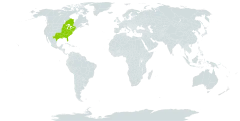 Oxypolis rigidior world distribution map, present in Canada and United States of America