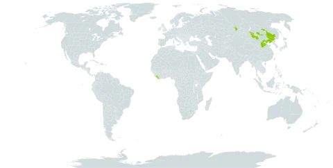 Oxytropis leptophylla world distribution map, present in China, Liberia, Mongolia, and Russian Federation