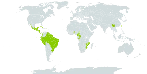 Pachira aquatica world distribution map, present in Benin, Belize, Bolivia (Plurinational State of), Brazil, China, Cameroon, Congo, Cook Islands, Colombia, Costa Rica, Cuba, Ecuador, Micronesia (Federated States of), Guatemala, French Guiana, Guyana, Honduras, Mexico, Northern Mariana Islands, Mozambique, Martinique, Nicaragua, Panama, Peru, Palau, Puerto Rico, El Salvador, Suriname, Trinidad and Tobago, Taiwan, Province of China, United States of America, and Venezuela (Bolivarian Republic of)